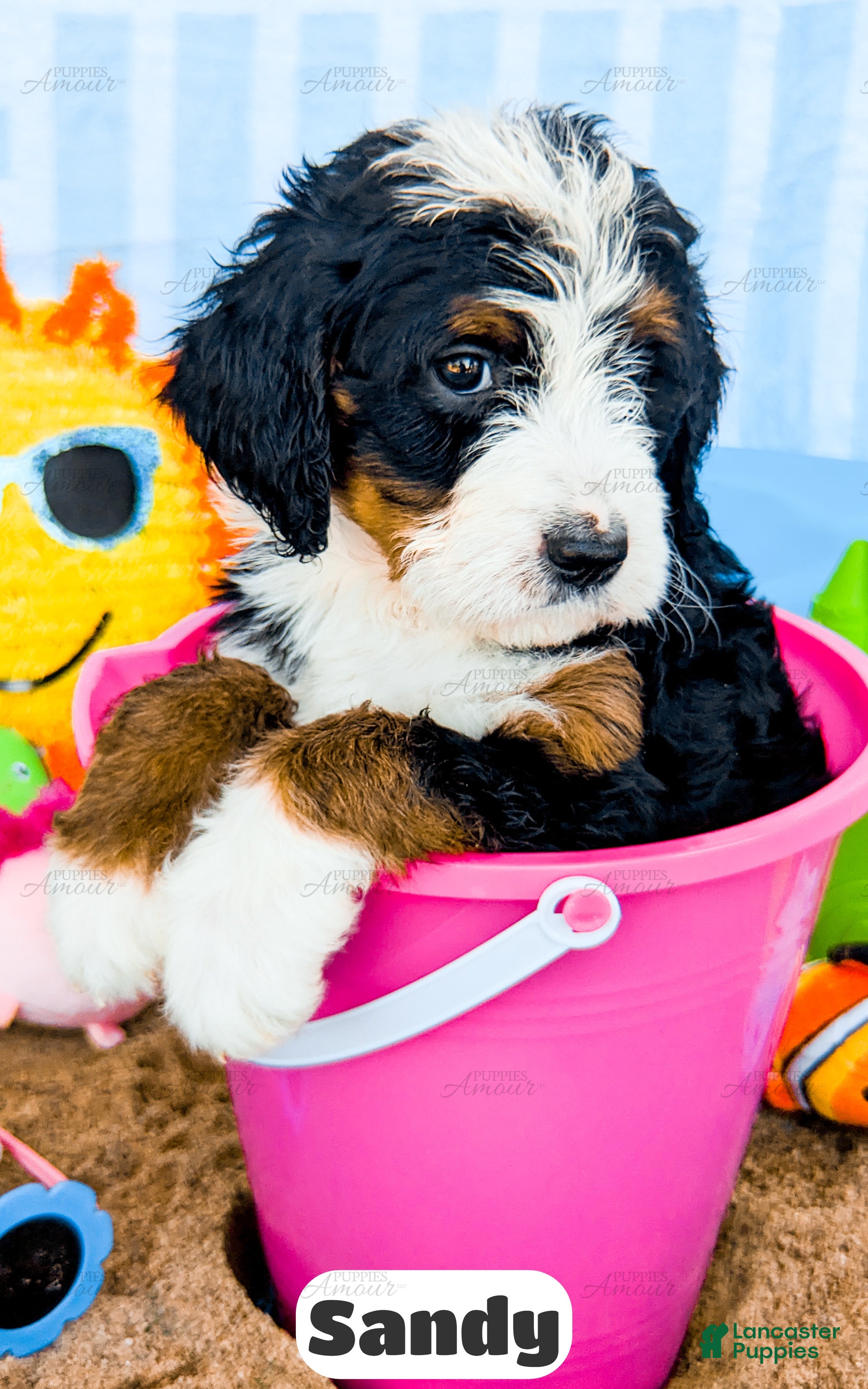 Bernedoodle dogs Sandy - Ad 1