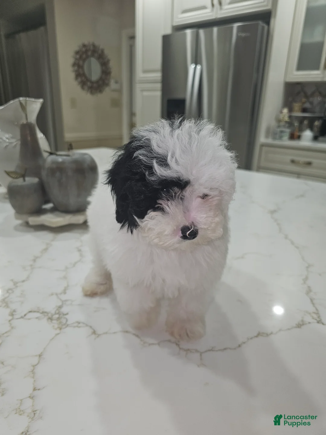 Toy Poodle dogs for sale: Toy Poodle Puppy 2 - Ad 3