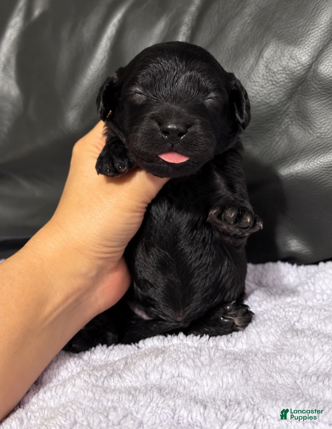 Cavapoo dogs for sale: Abe - Ad 2