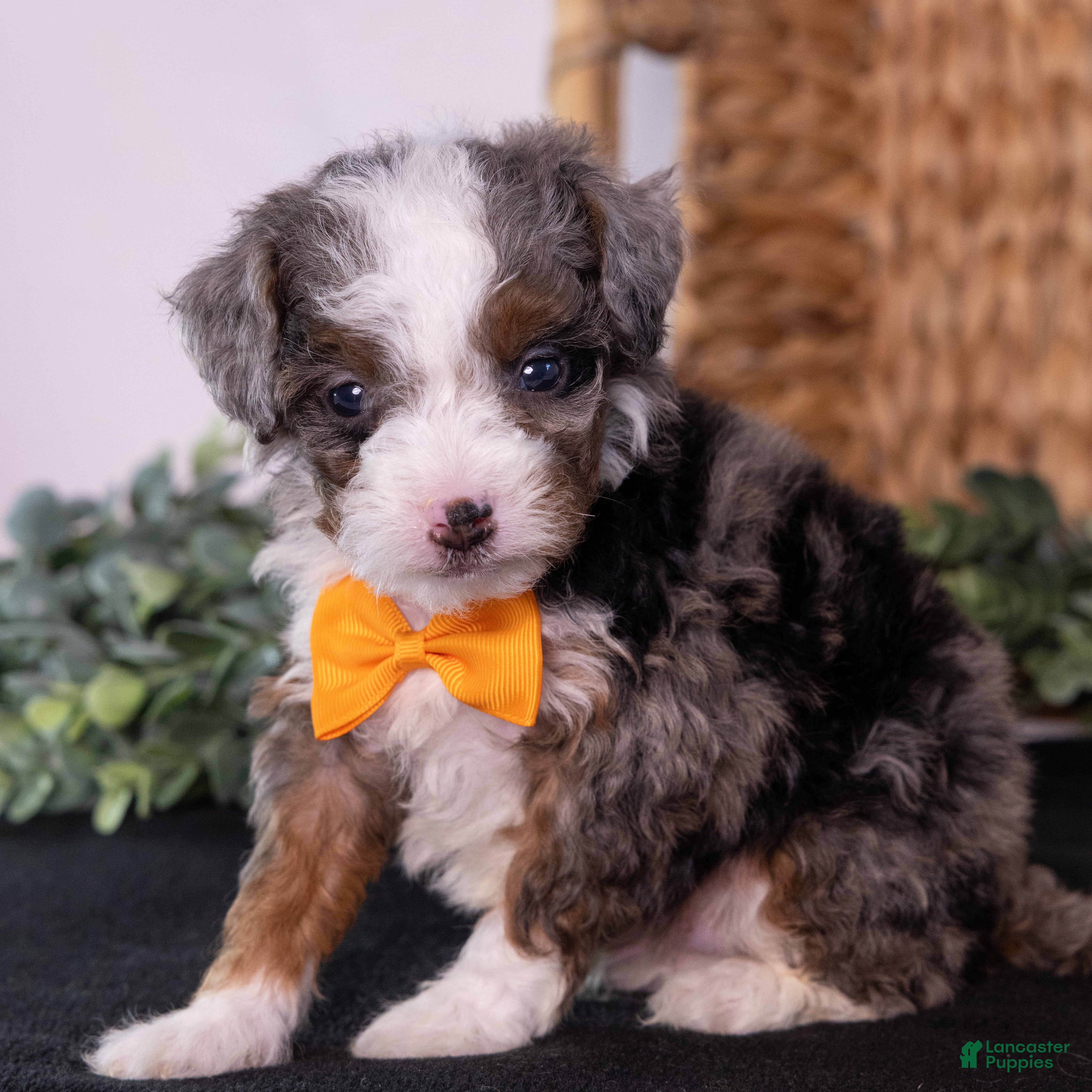 Mini Bernedoodle dogs Kricket - Ad 2