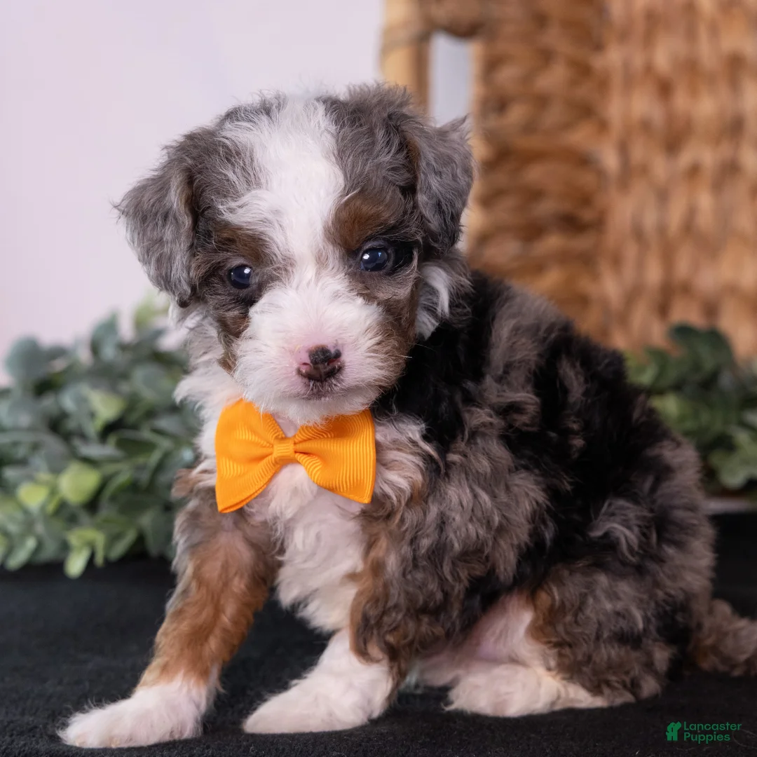 Mini Bernedoodle dogs for sale: Kricket - Ad 2