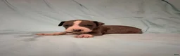 Great Dane dogs for sale: Lyra - Ad 5