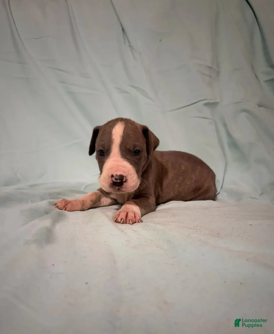 Great Dane dogs for sale: Lyra - Ad 5