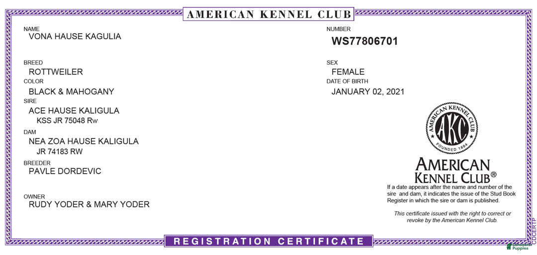 Rottweiler dogs for sale: Bessie - Ad 12