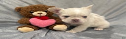 French Bulldog dogs for sale: Snow - Ad 3