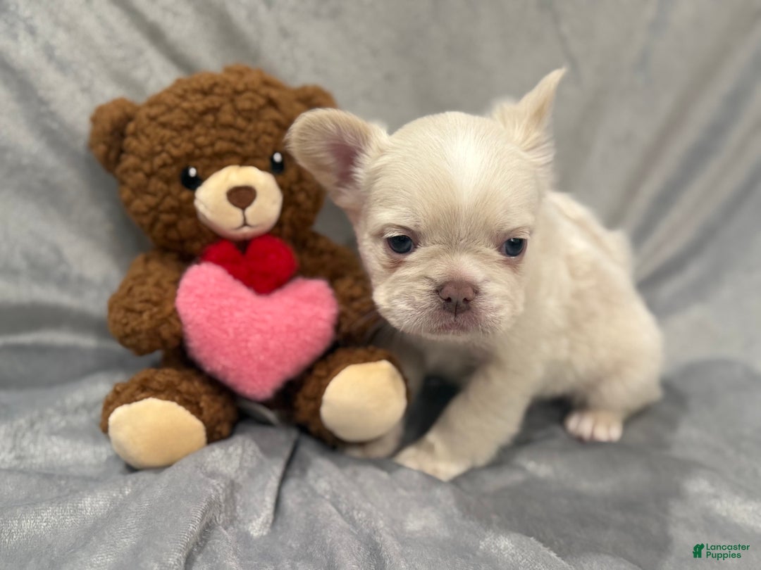 French Bulldog dogs for sale: Snow - Ad 3