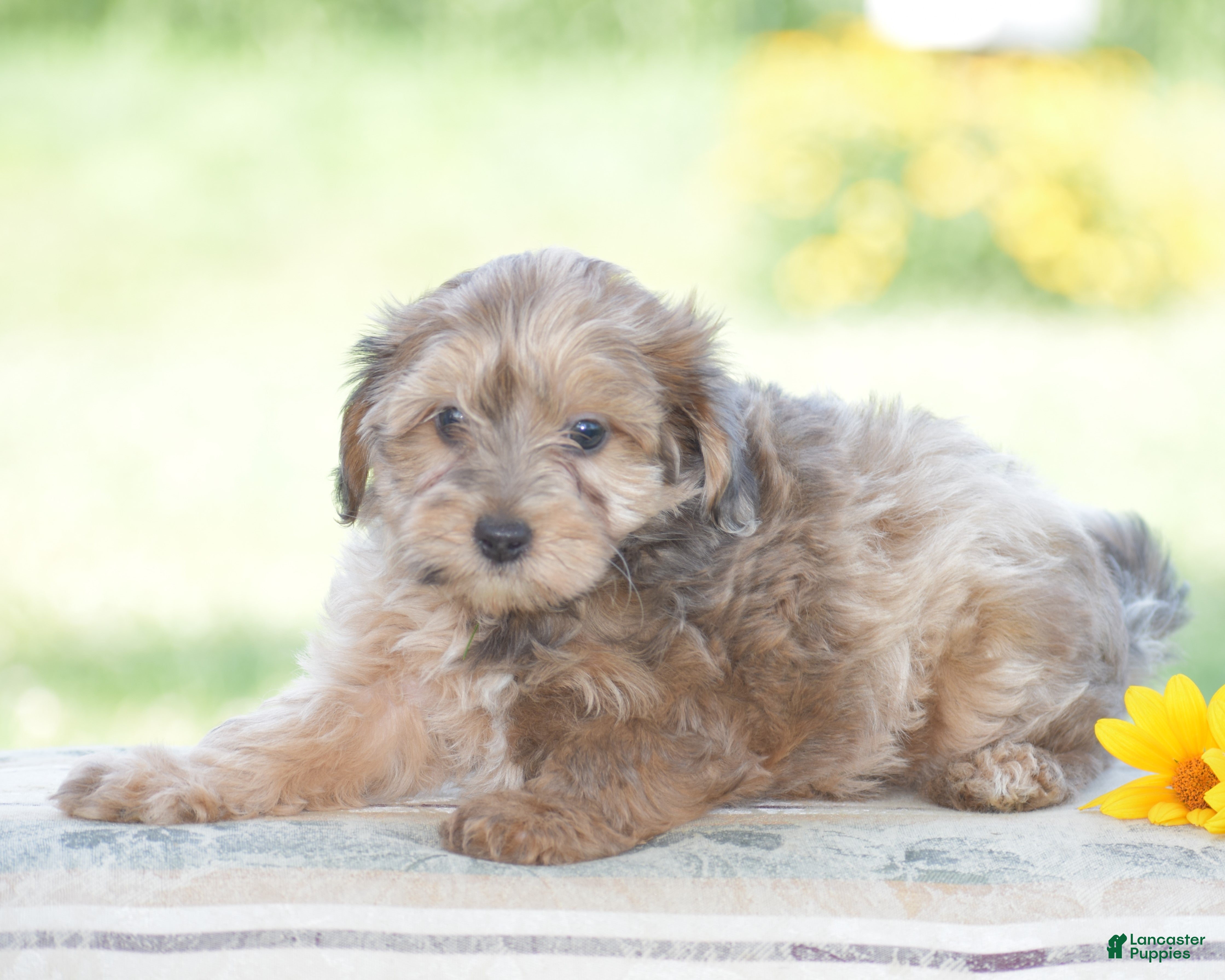 Yorkiepoo dogs Coyote - Ad 2