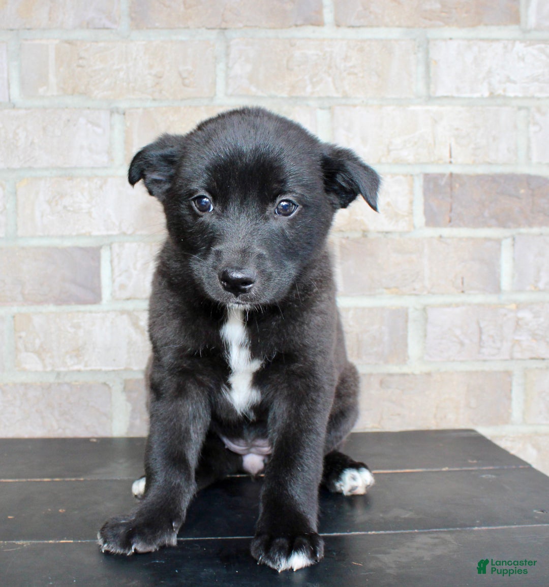 Mixed Breed dogs for sale: Sara - Ad 1