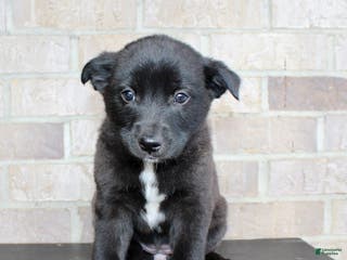 Mixed Breed dogs Sara - Ad 26