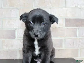 Mixed Breed dogs Sara - Ad 20