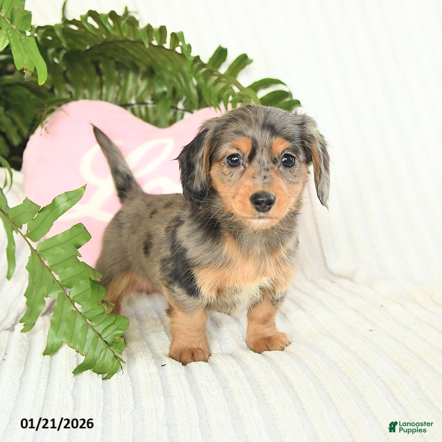 Dachshund dogs Dolly - Ad 26