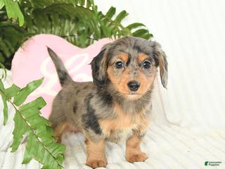 Dachshund dogs Dolly - Ad 27