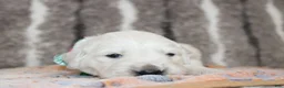 Golden Retriever dogs for sale: Tucker - Ad 3