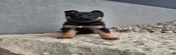 German Shepherd dogs for sale: Nikki - Ad 3