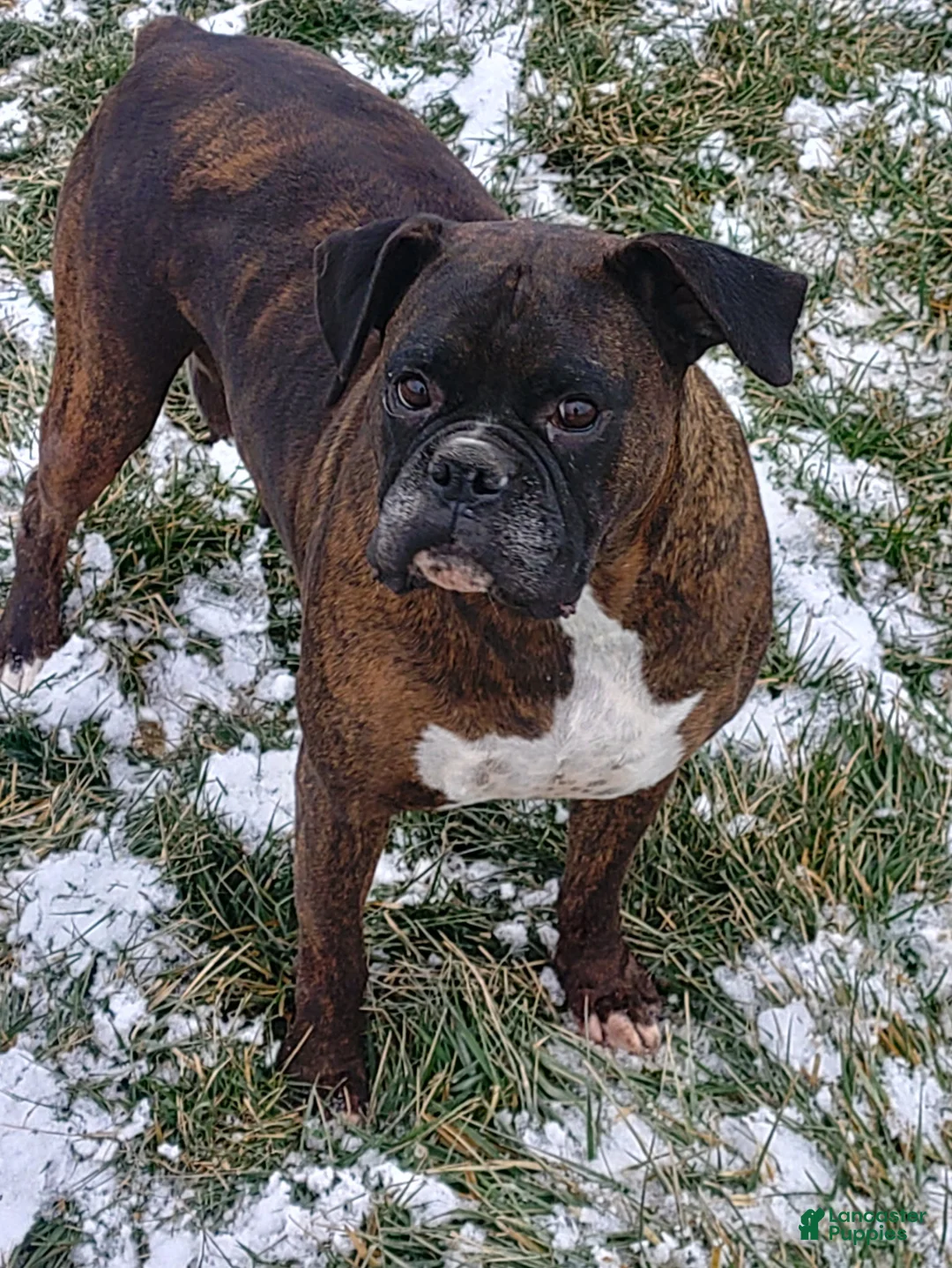 Boxer dogs for sale: Boxer Puppy 1 - Ad 2