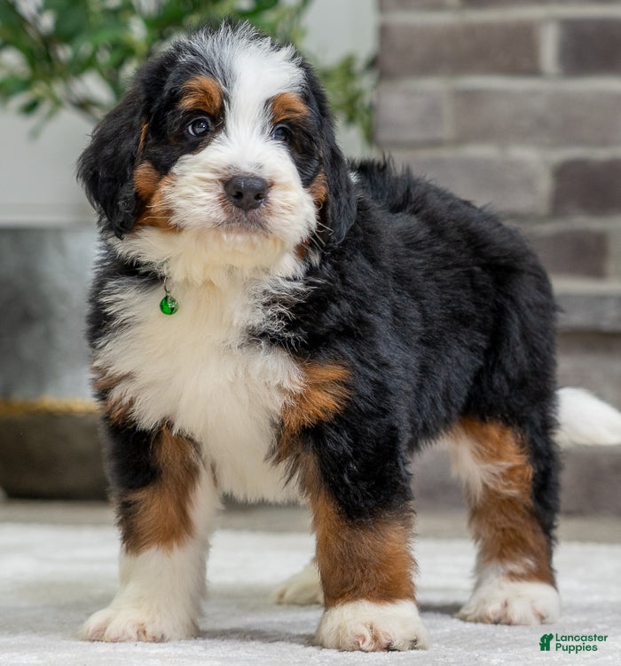 Bernese Mountain Dog dogs Theo - Ad 21