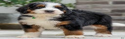 Bernese Mountain Dog dogs for sale: Theo - Ad 1