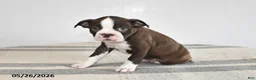 Boston Terrier dogs for sale: Fern - Ad 3