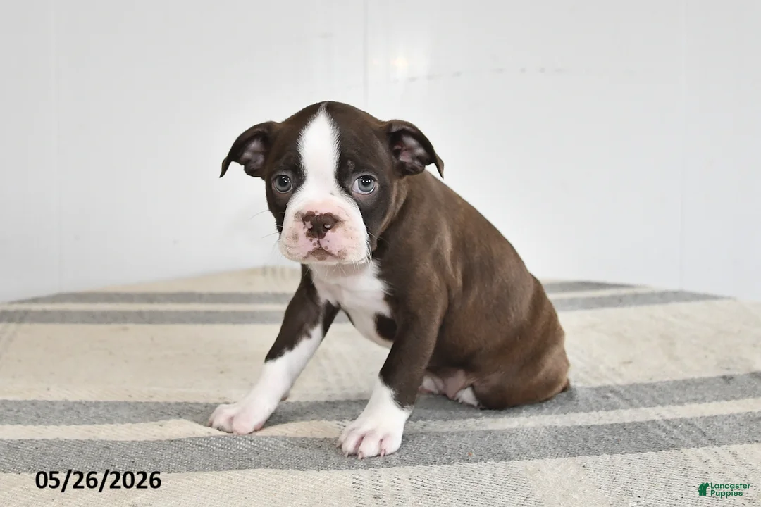 Boston Terrier dogs for sale: Fern - Ad 3