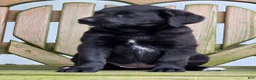 Labradoodle dogs for sale: Smudge - Ad 7