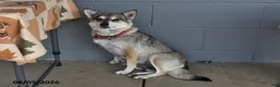 Mixed Breed dogs for sale: Echo - Ad 4