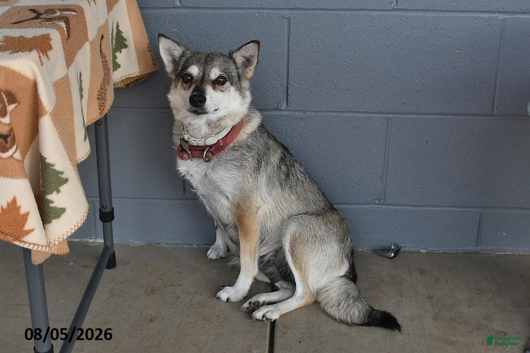 Mixed Breed dogs for sale: Echo - Ad 4