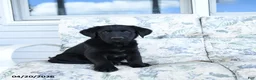 Mixed Breed dogs for sale: Link - Ad 1