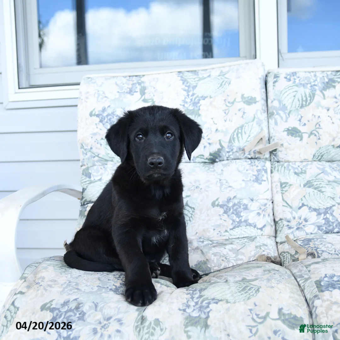 Mixed Breed dogs for sale: Link - Ad 1