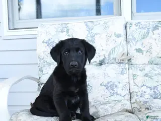 Mixed Breed dogs for sale: Link - Ad 2