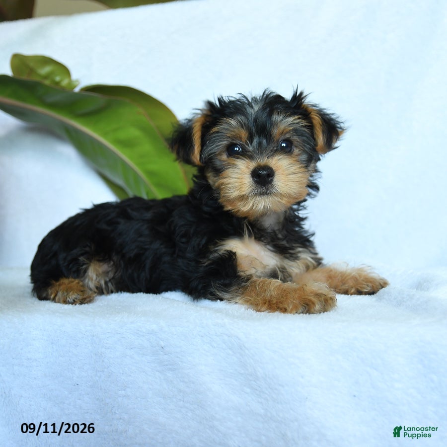 Yorkshire Terrier dogs Avangeline - Ad 2