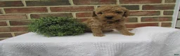 Mini Goldendoodle dogs for sale: Chloe - Ad 2