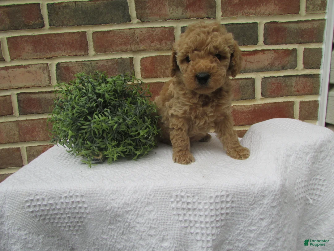 Mini Goldendoodle dogs for sale: Chloe - Ad 2