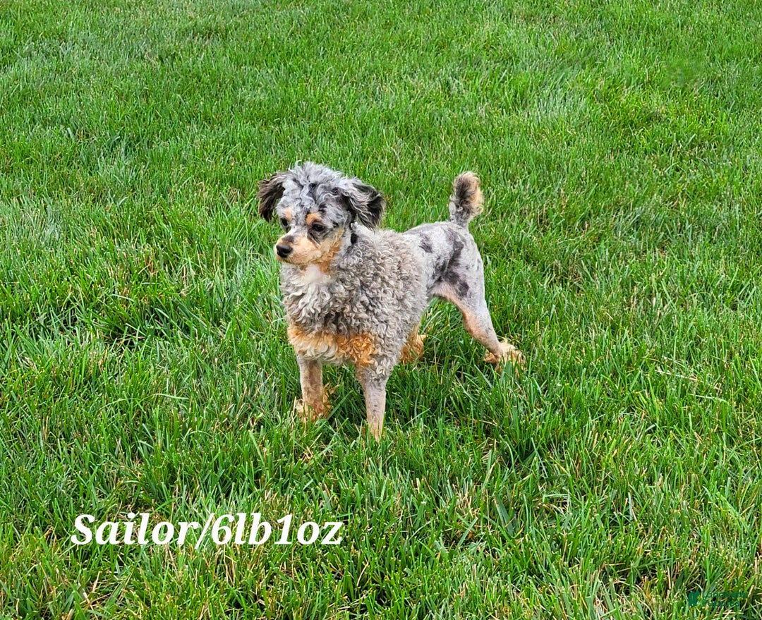 Cavapoo dogs for sale: Dane - Ad 8