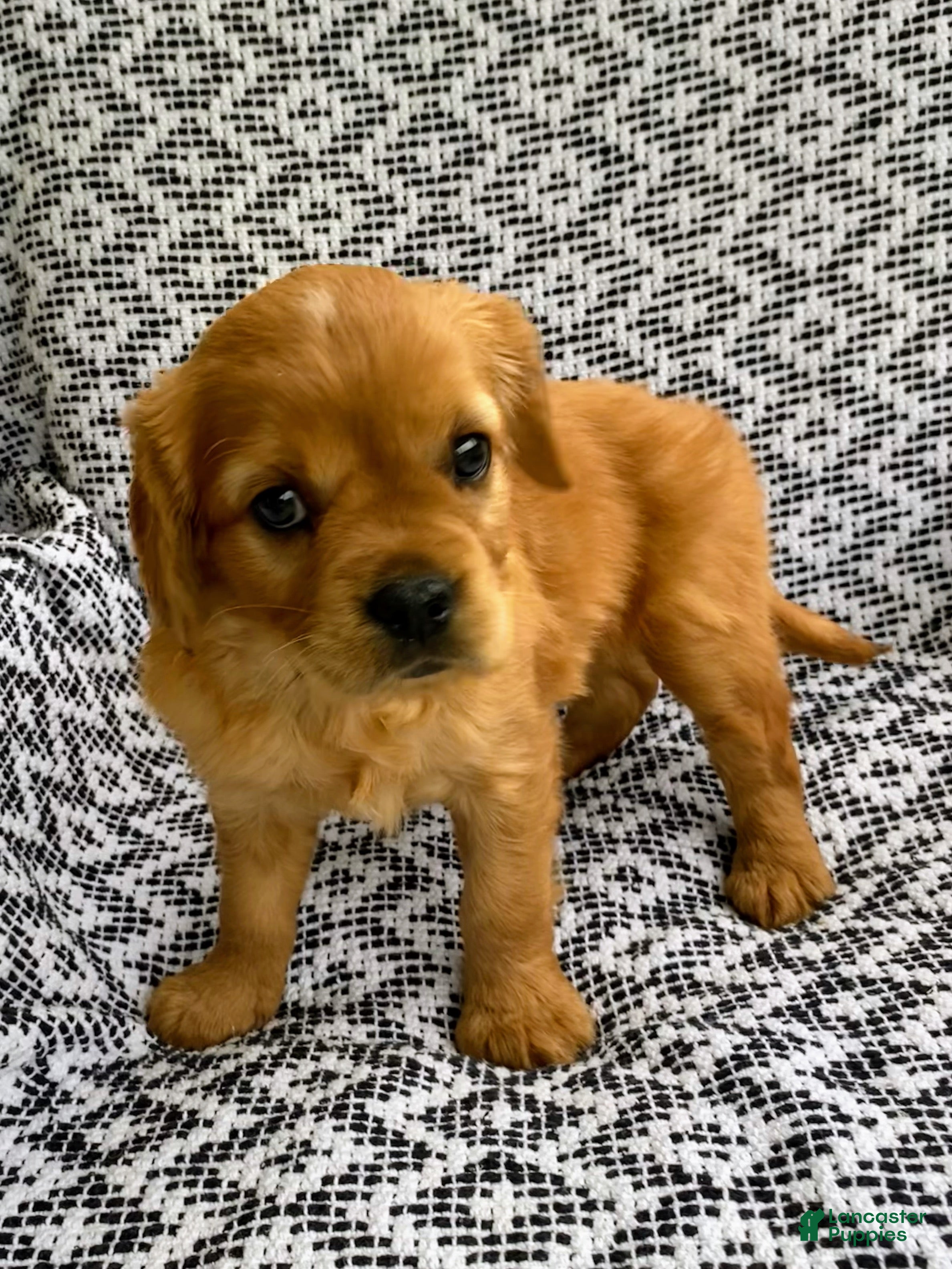 Miniature Golden Retriever dogs Millie - Ad 2