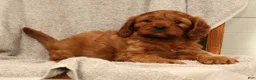 Cavapoo dogs for sale: Barney - Ad 8