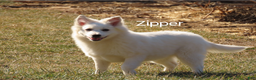 Mixed Breed dogs for sale: Zipper  - Ad 1