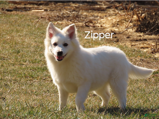 Mixed Breed dogs Zipper - Ad 31