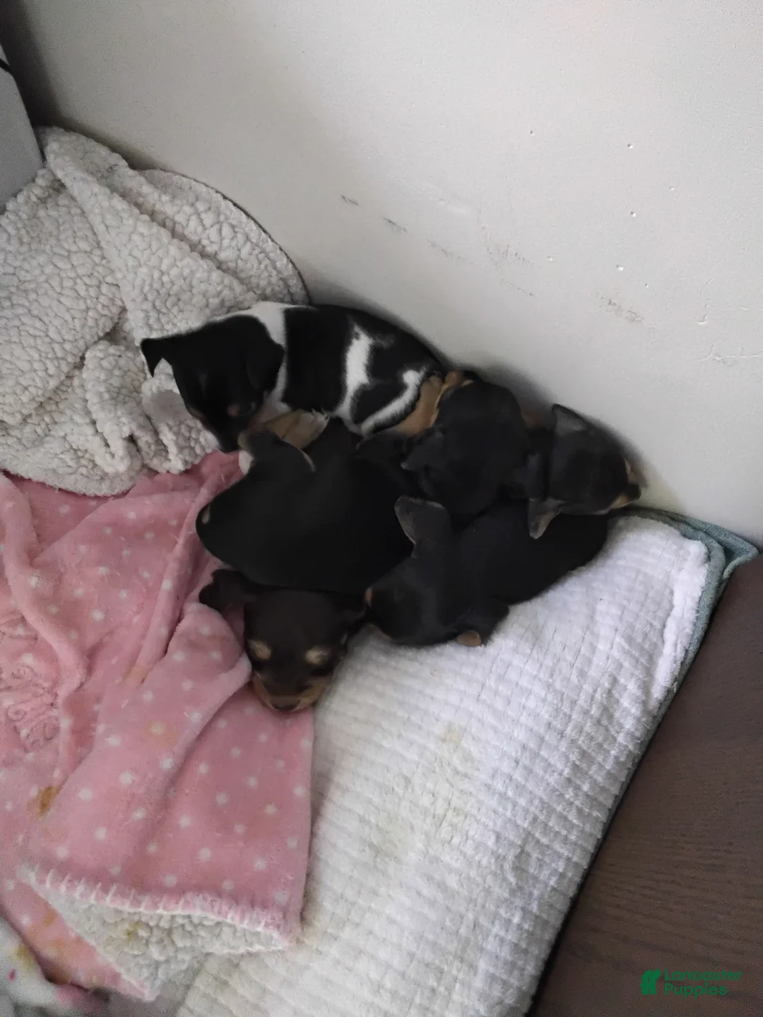 Mixed Breed dogs for sale: ChiChi - Ad 7