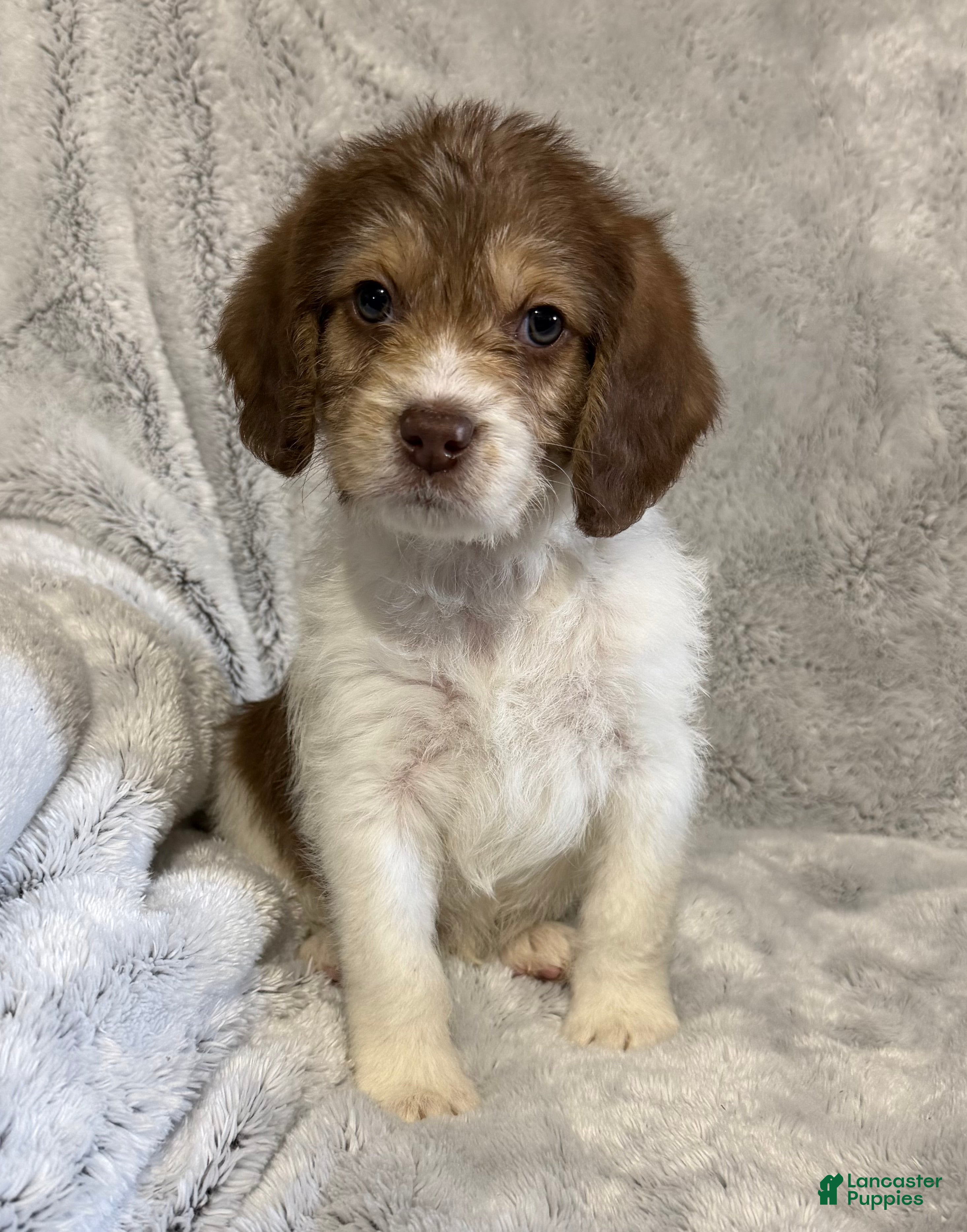 Mixed Breed dogs Asher - Ad 1