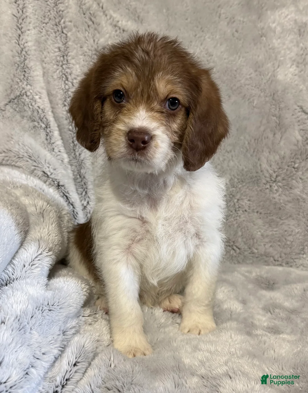 Mixed Breed dogs for sale: Asher - Ad 1