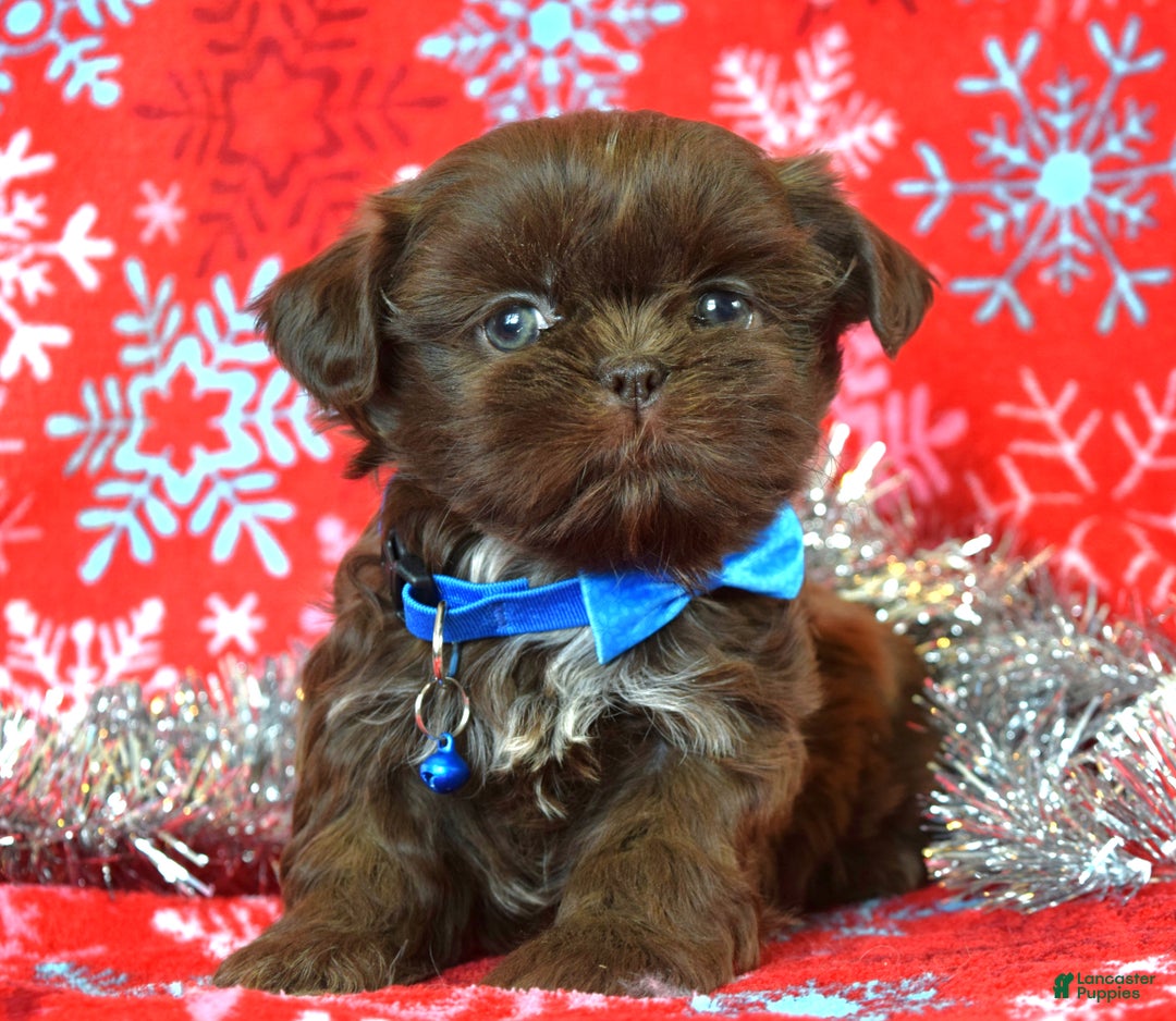 Shih Tzu dogs for sale: Cookie - Ad 4