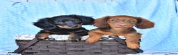 Miniature Dachshund dogs for sale: Charles - Ad 5