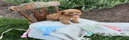 Toy Poodle dogs for sale: Blaze - Ad 7