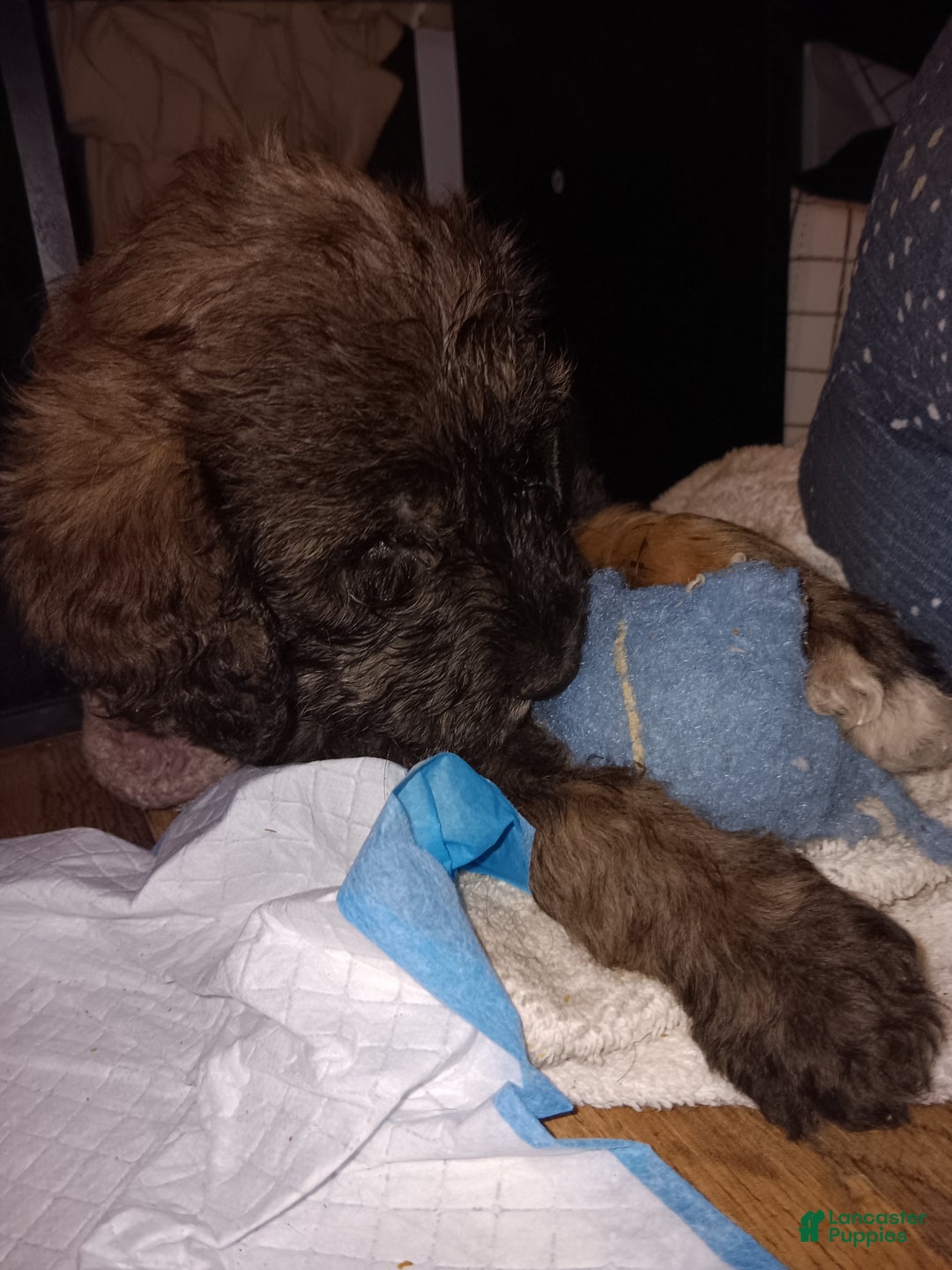 Labradoodle dogs for sale: Creamy mae - Ad 33