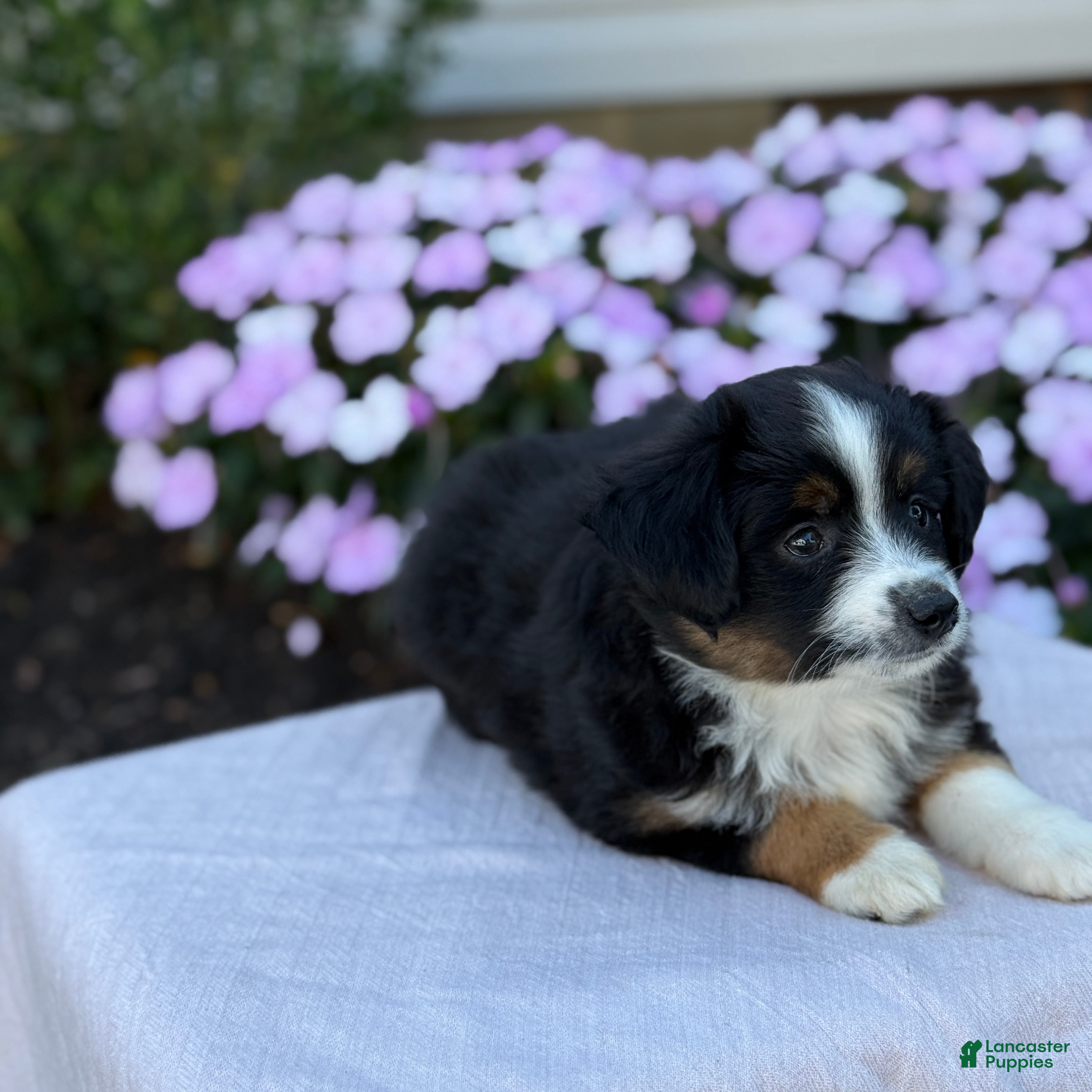 Miniature Australian Shepherd dogs Auggie - Ad 2