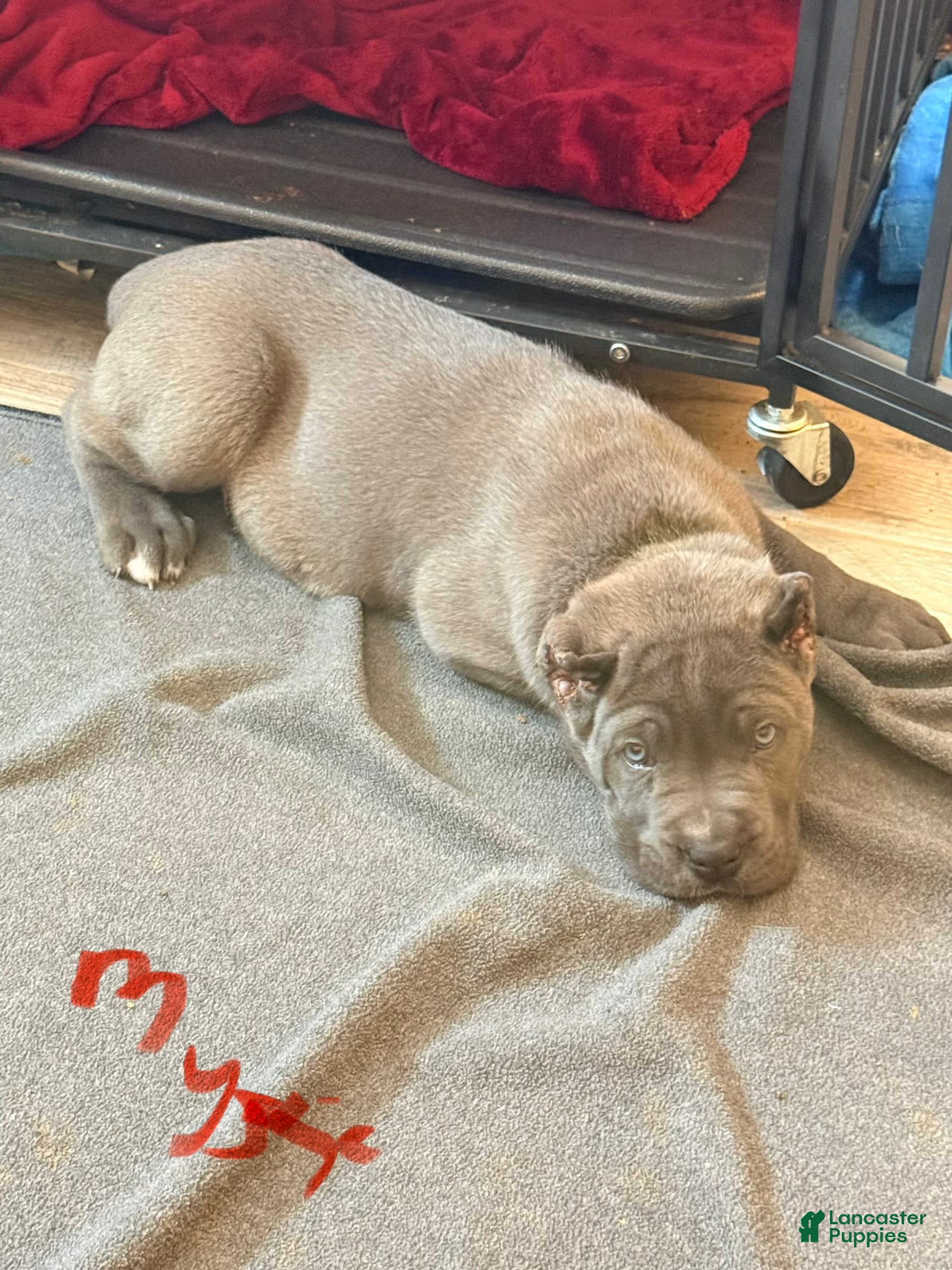 Cane Corso dogs Mystic - Ad 20