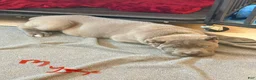Cane Corso dogs for sale: Mystic - Ad 1