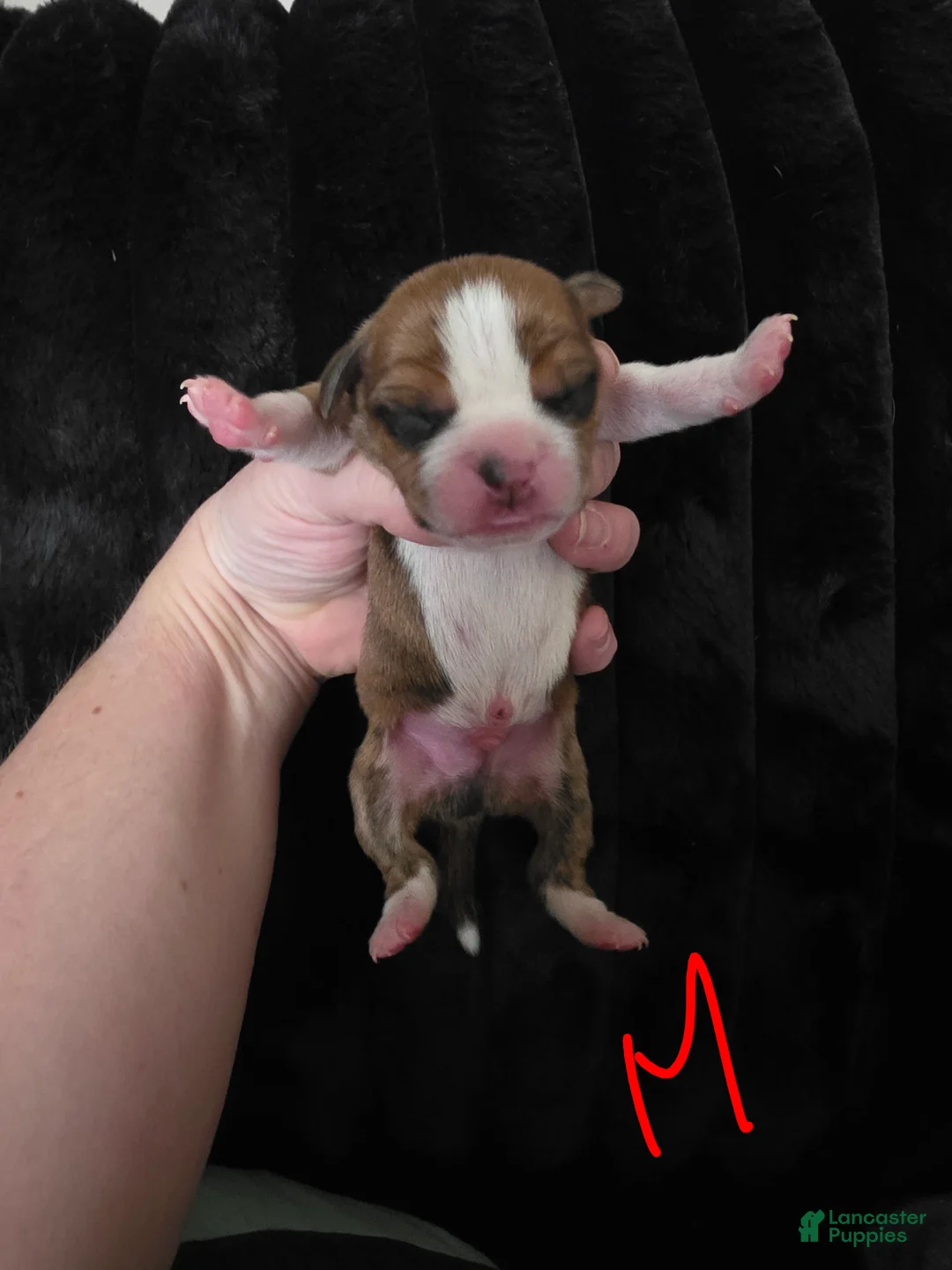 Beabull dogs for sale: Puppy 1 - Ad 1