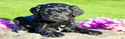 Cavapoo dogs for sale: Gibbs Male Cavapoo - Ad 11