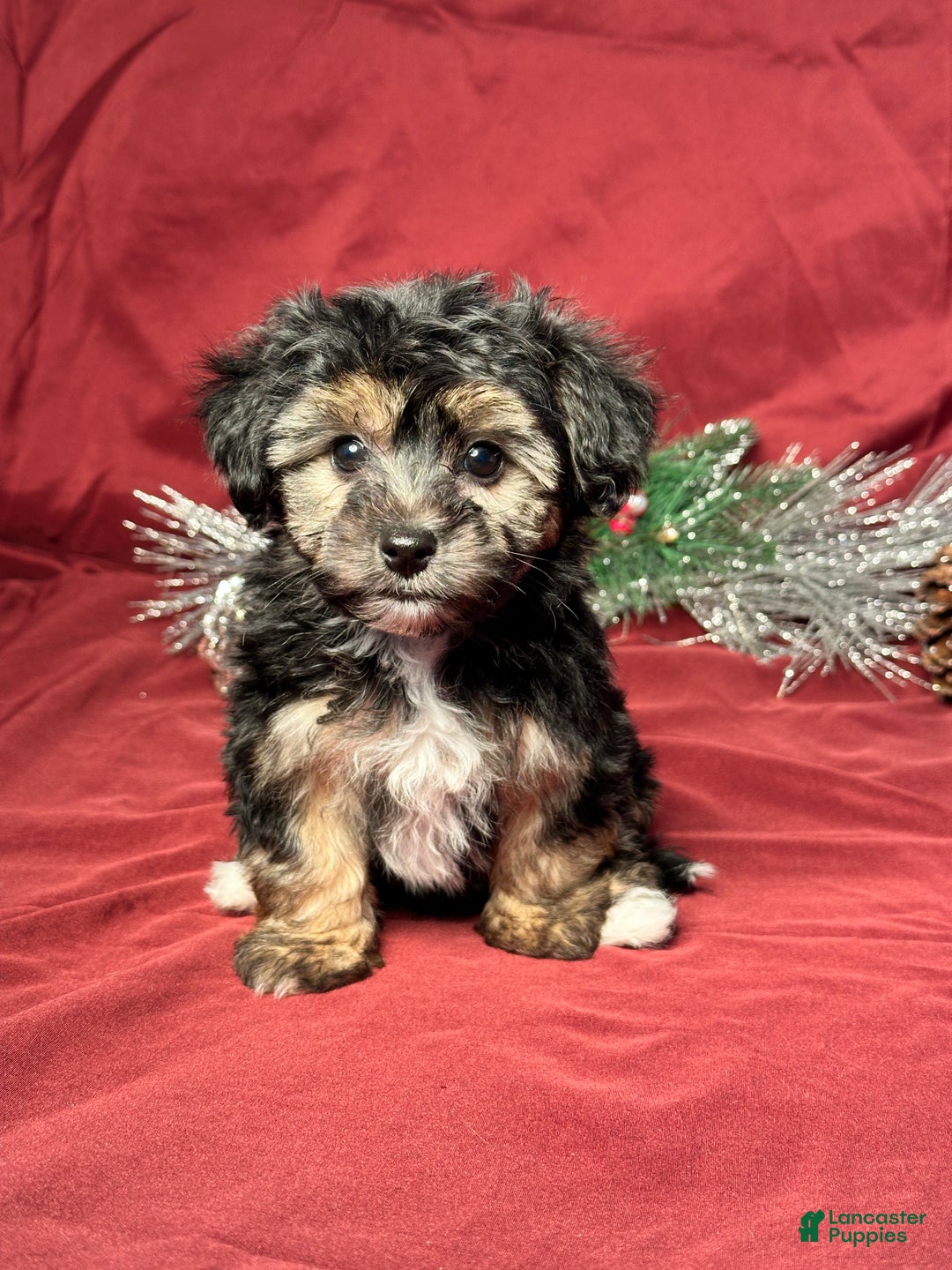 Yochon dogs for sale: Mandy - Ad 1